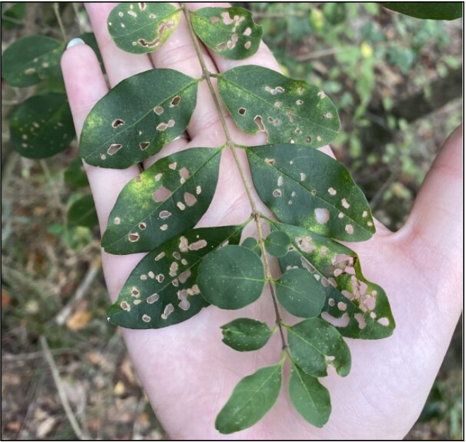 Leaves with holes.PNG thumbnail